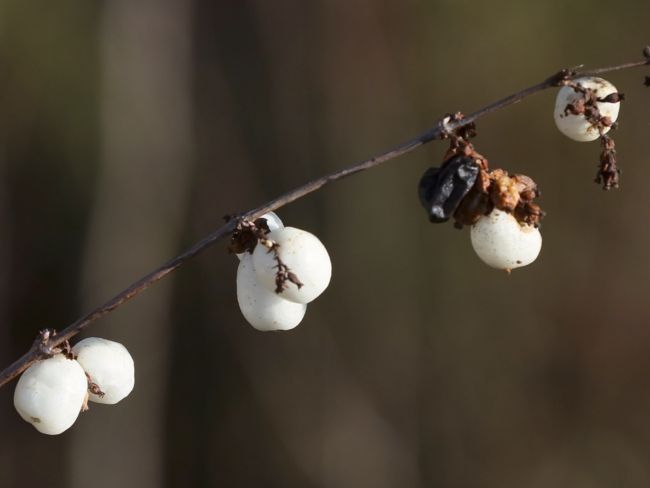 Gewöhnliche Schneebeere Knallerbsen