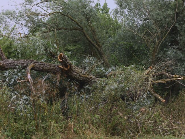 Alter Baum