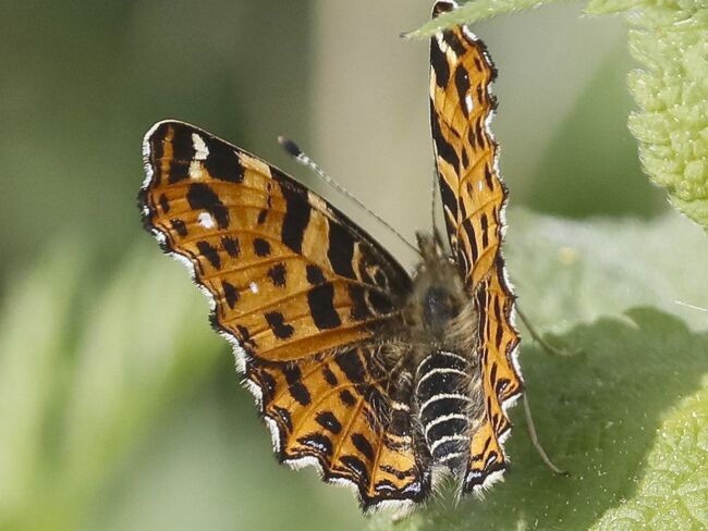 Wachtelweizen-Scheckenfalter