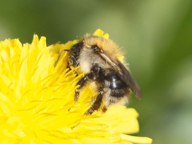 Rotpelzige Sandbiene