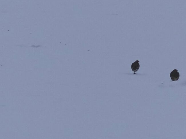 Rebhuhn 2026 Vogel des Jahres