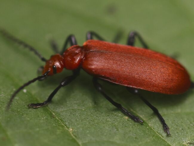 Rotk&ouml;pfiger Feuerk&auml;fer