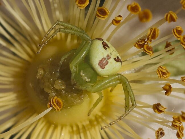 Gr&uuml;ne Huschspinne