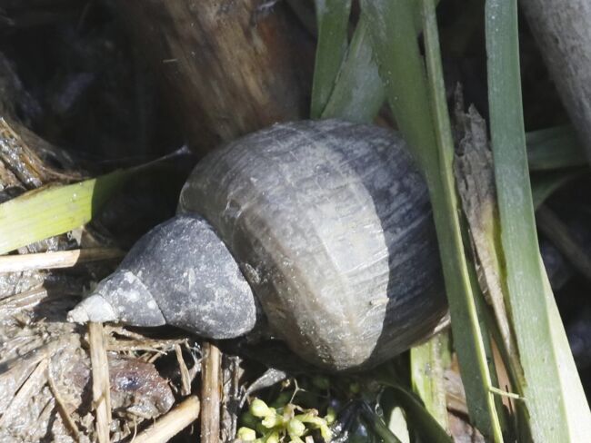 Spitzschlammschnecke
